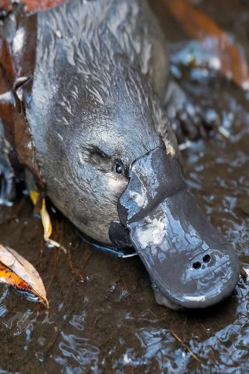 Poster for The Platypus Guardian