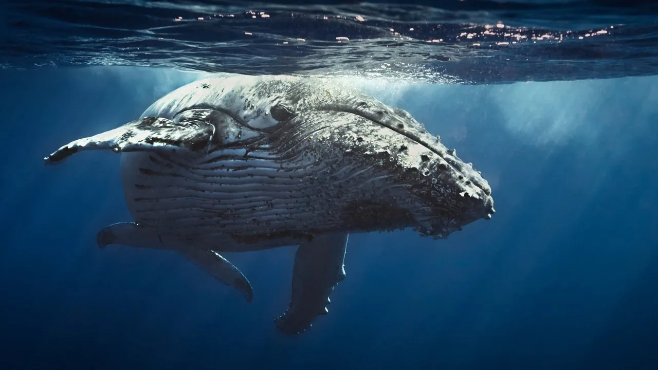 Cena de Oceanos