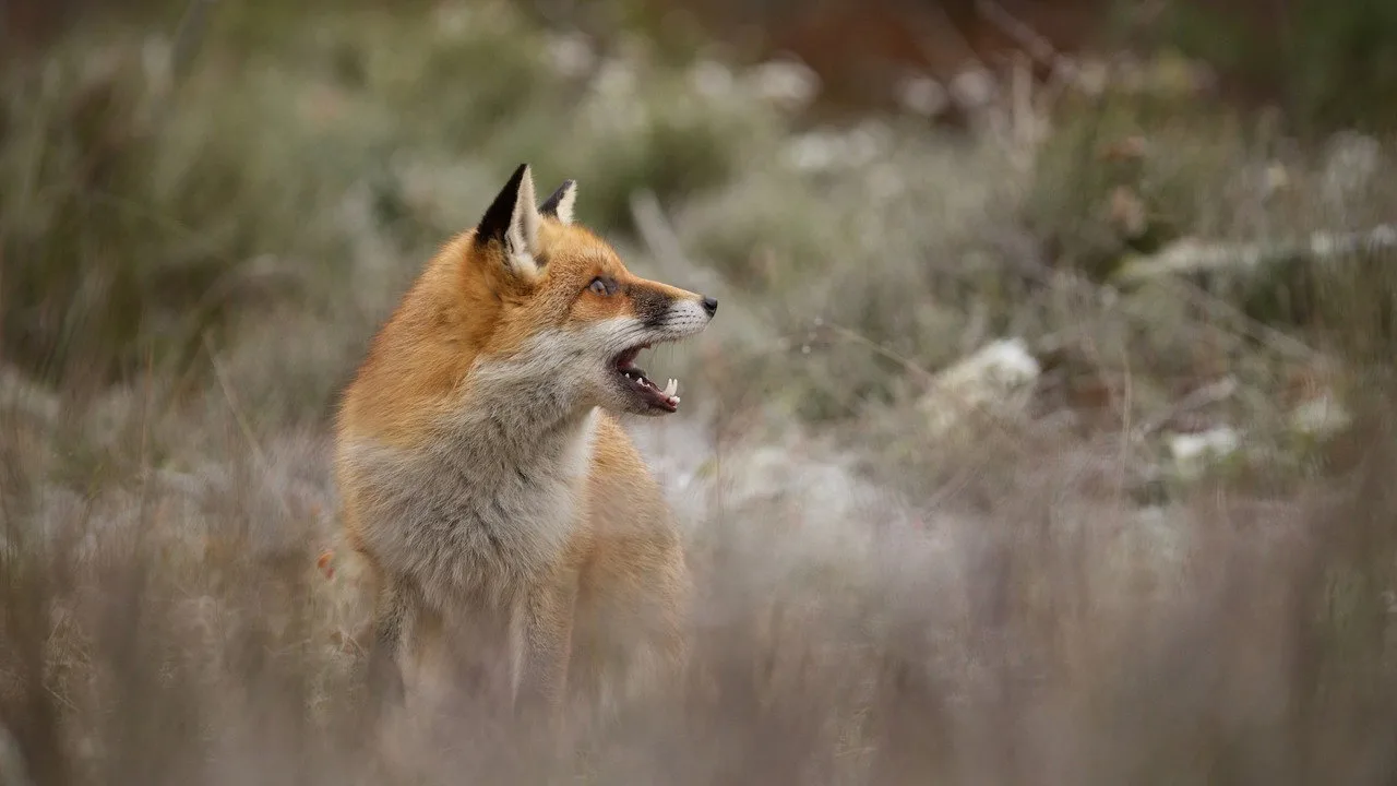 Escena de Wild