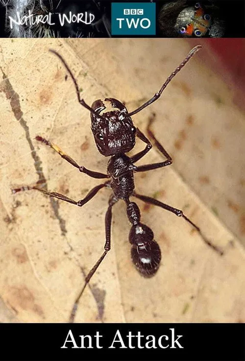 Póster de Ant Attack