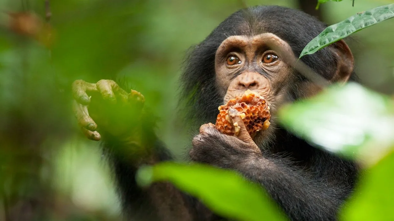 Escena de Chimpancés