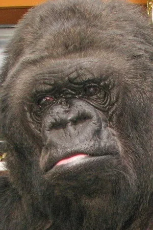 Photo of Koko