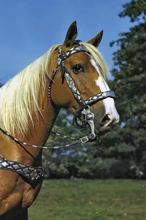 Photo of Trigger